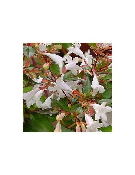 Abelia "Prostata"