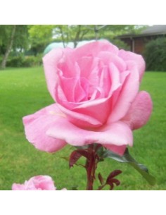 Rosier polyantha "Queen Elisabeth"