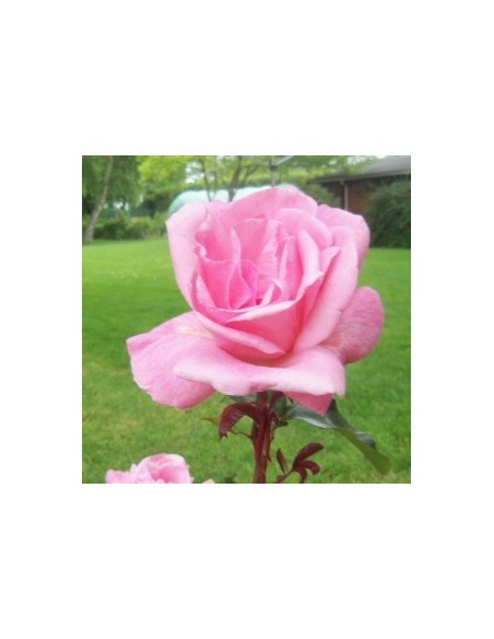 Rosier polyantha "Queen Elisabeth"