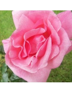 Rosier polyantha "Queen Elisabeth" 2