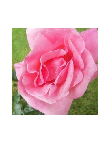 Rosier polyantha "Queen Elisabeth"