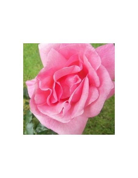 Rosier polyantha "Queen Elisabeth"