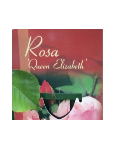 Rosier polyantha "Queen Elisabeth"