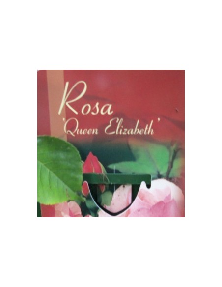 Rosier polyantha "Queen Elisabeth"