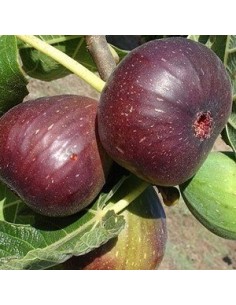 Figuier "Brown Turkey" 2