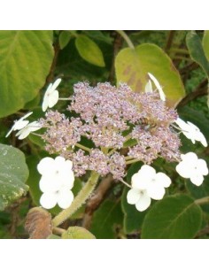 Hortensia sargentiana