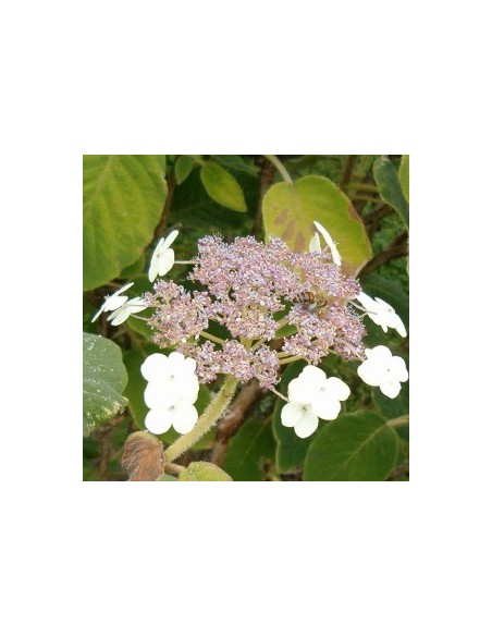 Hortensia sargentiana Hortensia sargentiana