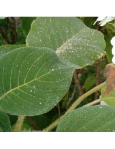 Hortensia sargentiana 2