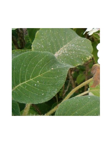 Hortensia sargentiana