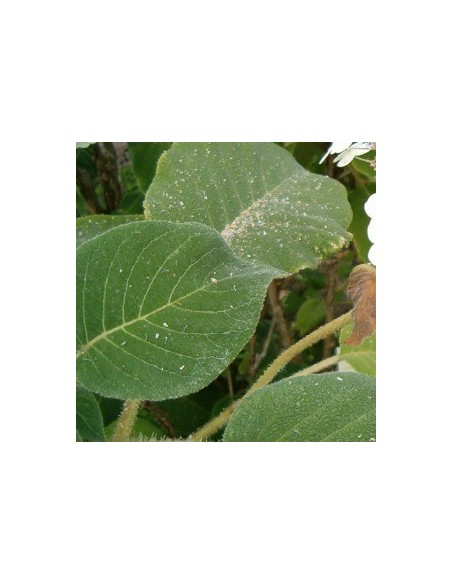 Hortensia sargentiana Hortensia sargentiana