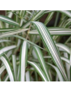 Ruban de la vierge "Feesey"