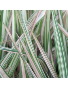 Ruban de la vierge "Feesey" 2