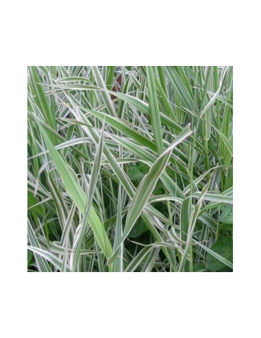 Ruban de la vierge "Luteopicta"