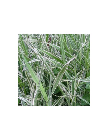 Ruban de la vierge "Luteopicta"