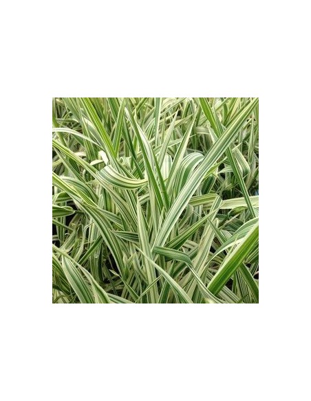 Ruban de la vierge "Luteopicta"