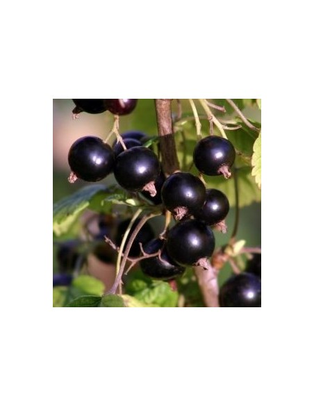 Cassissier "Titania"