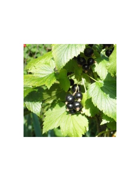 Cassissier "Titania"