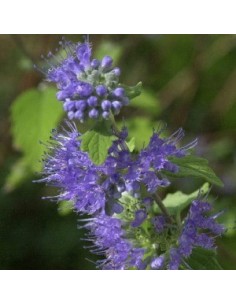 Spirée bleue "Heavenly blue"