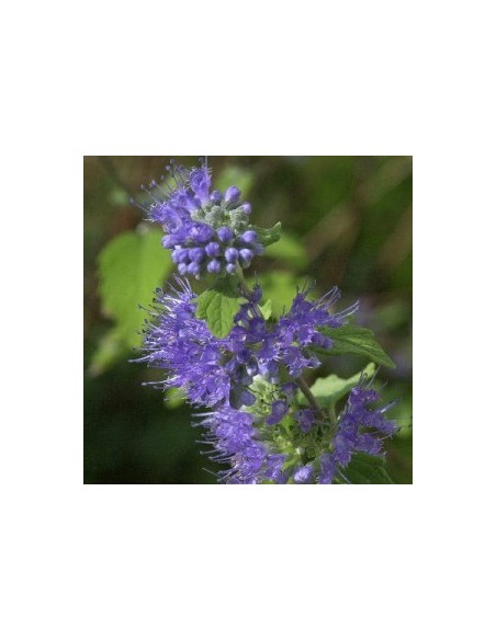 Spirée bleue "Heavenly blue"