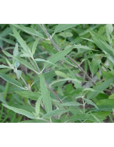 Spirée bleue "Heavenly blue"