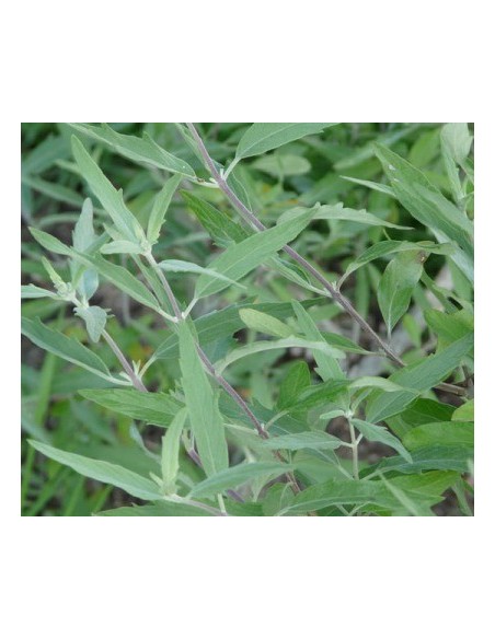 Spirée bleue "Heavenly blue"