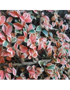 Cotoneaster atropurpureus variegatus