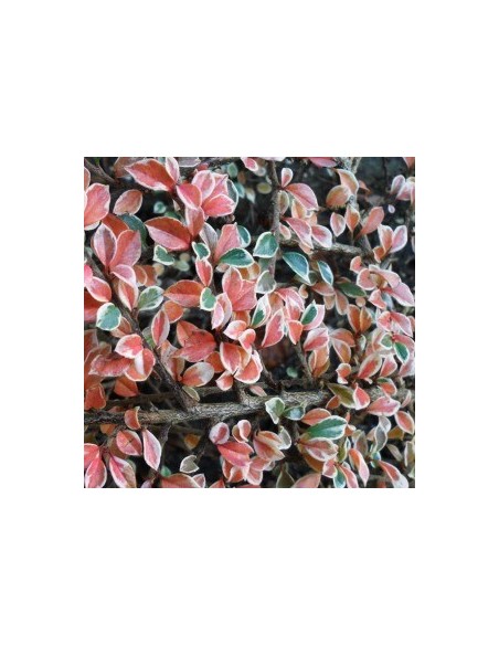 Cotoneaster atropurpureus variegatus
