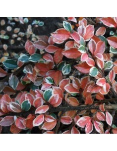 Cotoneaster atropurpureus variegatus 2