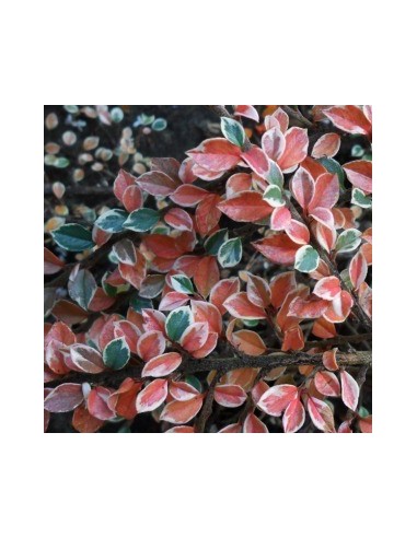 Cotoneaster atropurpureus variegatus