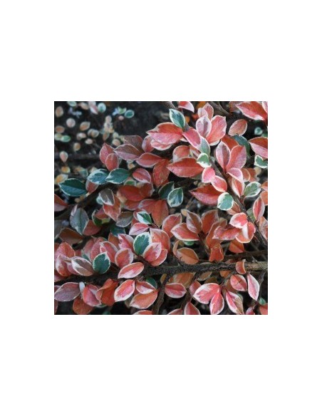 Cotoneaster atropurpureus variegatus