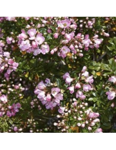 Escallonia hybride "Apple blossom"