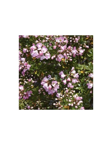 Escallonia hybride "Apple blossom"