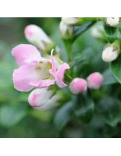 Escallonia hybride "Apple blossom" 2