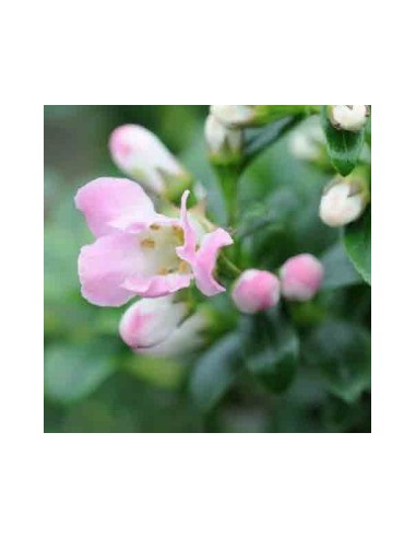 Escallonia hybride "Apple blossom"