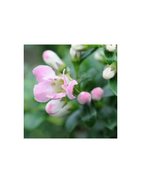 Escallonia hybride "Apple blossom"