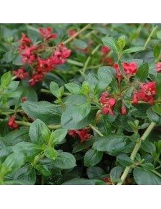 Escallonia hybride "C.F. Ball"