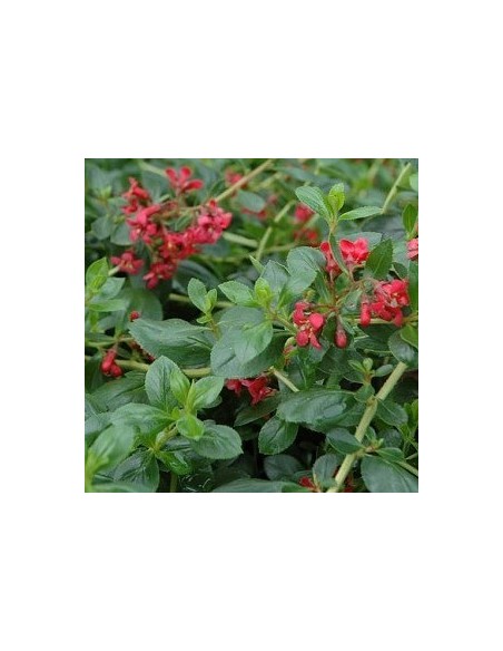 Escallonia hybride "C.F. Ball"