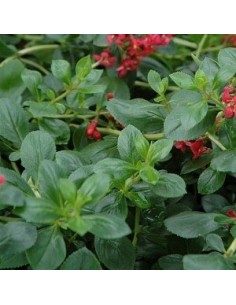 Escallonia hybride "C.F. Ball" 2