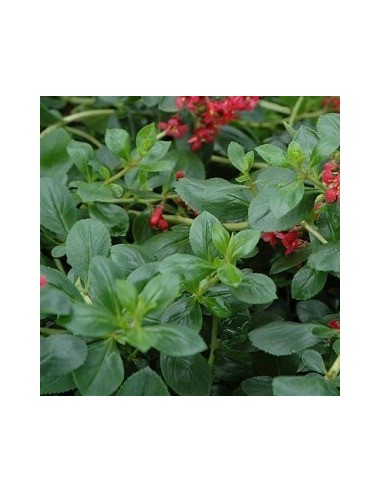 Escallonia hybride "C.F. Ball"