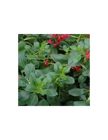 Escallonia hybride "C.F. Ball"