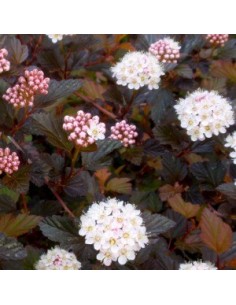 Physocarpe à feuilles d'obier "Diabolo"