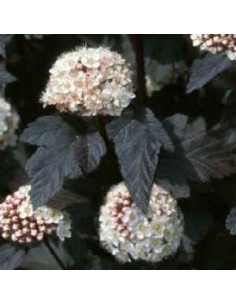 Physocarpe à feuilles d'obier "Diabolo" 2