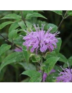Monarde fistuleuse