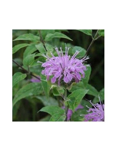 Monarde fistuleuse