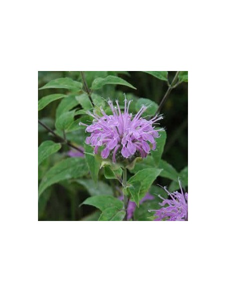 Monarde fistuleuse