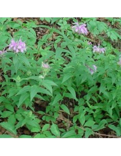 Monarde fistuleuse 2