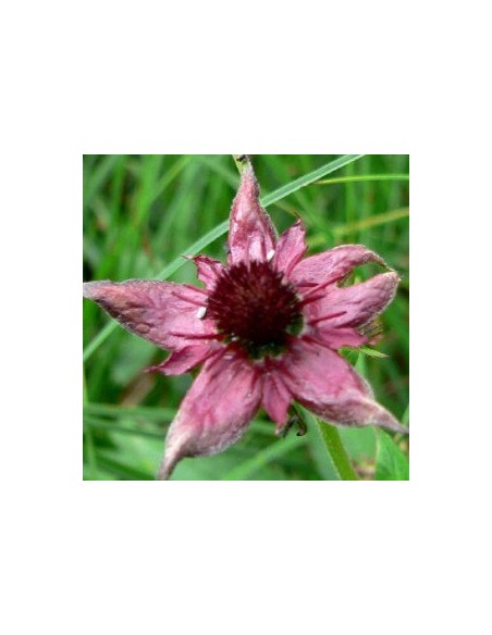 Potentille des marais