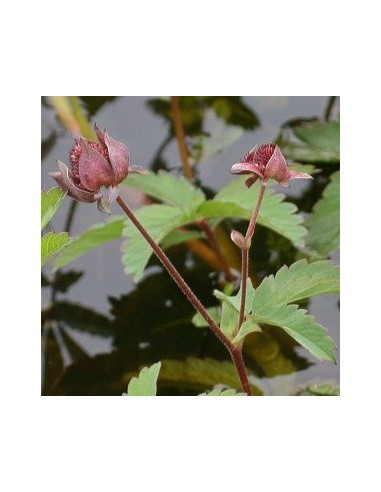 Potentille des marais