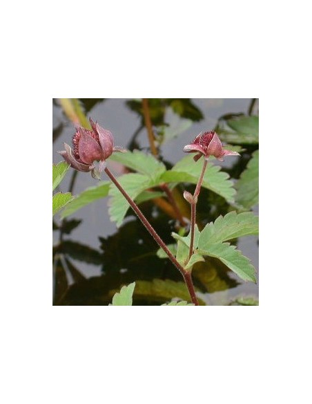 Potentille des marais