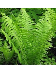 Fougère "Plume d'autruche"